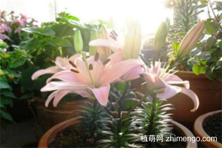百合花蕾没开花就掉了怎么办