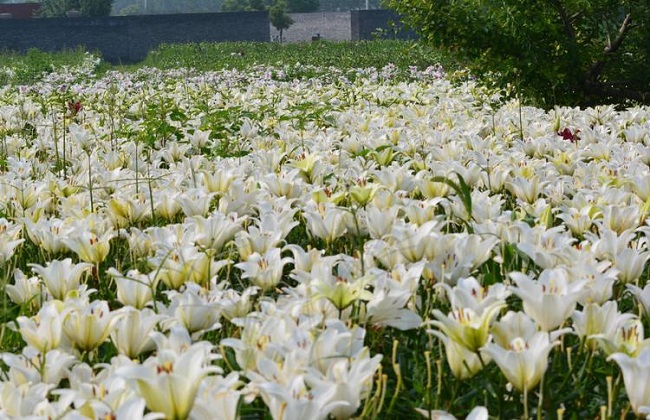 百合花常见的病虫害及防治措施