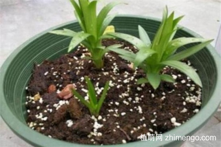 百合花蕾没开花就掉了怎么办