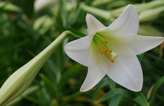 百合花常见的病虫害及防治措施