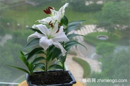 百合花蕾没开花就掉了怎么办