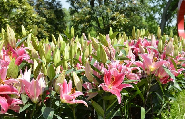 百合花常见的病虫害及防治措施