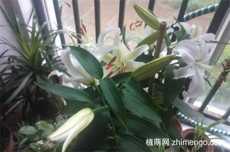 百合花蕾没开花就掉了怎么办