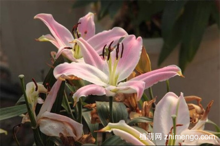 百合花蕾没开花就掉了怎么办