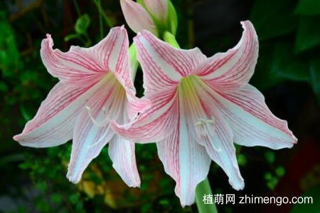 百合花蕾没开花就掉了怎么办