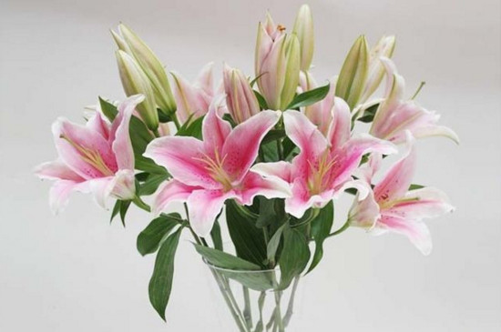 鲜花百合花怎么养水里？3步插花/5个要点让花开更持久