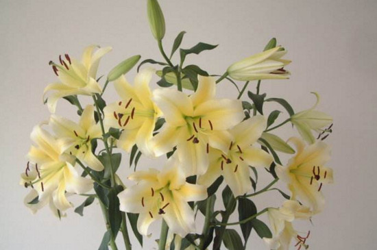 鲜花百合花怎么养水里？3步插花/5个要点让花开更持久