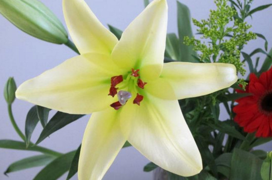 鲜花百合花怎么养水里？3步插花/5个要点让花开更持久