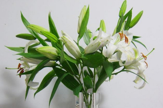 鲜花百合花怎么养水里？3步插花/5个要点让花开更持久