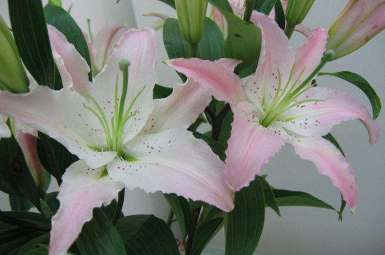 鲜花百合花怎么养水里？3步插花/5个要点让花开更持久