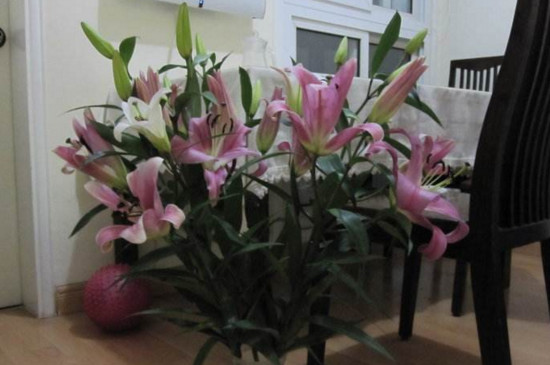 鲜花百合花怎么养水里？3步插花/5个要点让花开更持久