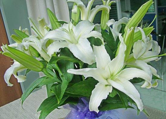 百合花的摆放禁忌  百合花千万不要摆放在家里这个位置