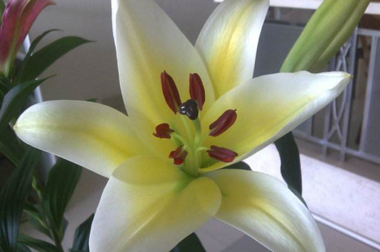 鲜花百合花怎么养水里？3步插花/5个要点让花开更持久