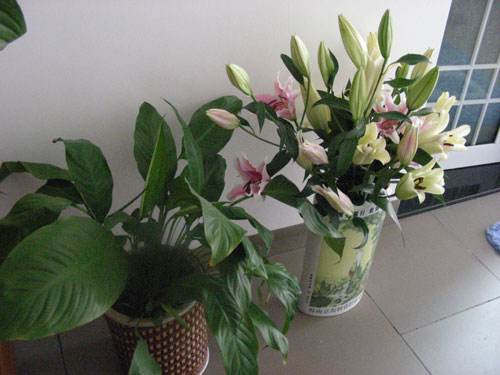 百合花的摆放禁忌  百合花千万不要摆放在家里这个位置
