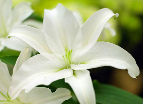百合花的摆放禁忌  百合花千万不要摆放在家里这个位置