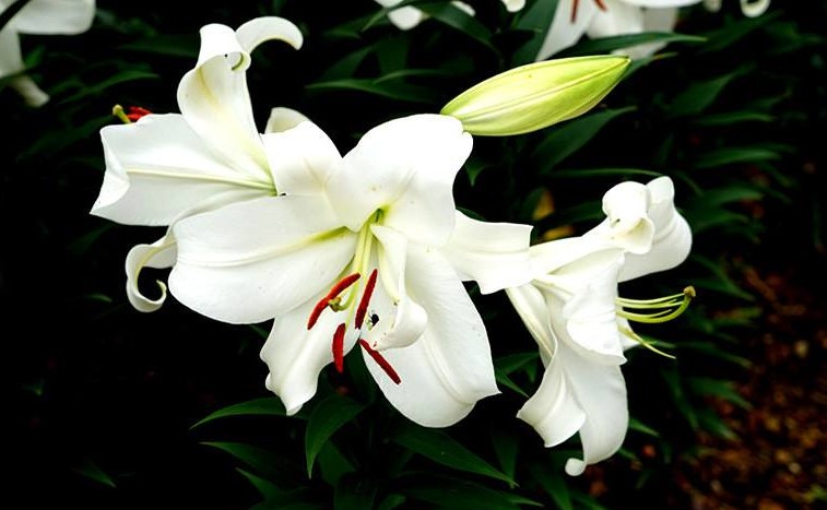 百合花长虫要怎么处理？