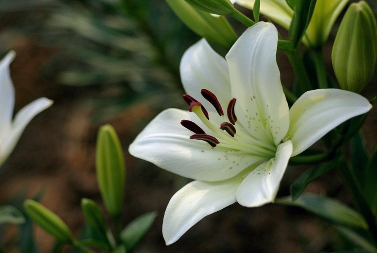 百合花长虫要怎么处理？