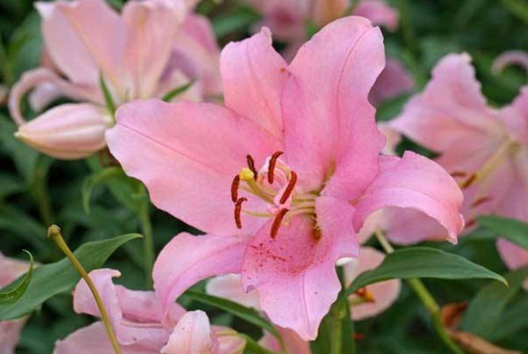 百合花长虫要怎么处理？