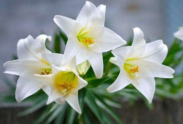百合花长虫要怎么处理？