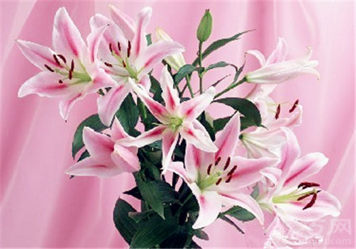 美国百合 美国百合花语