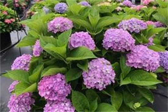 八仙花不开花的原因及解决方法