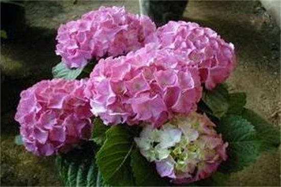八仙花不开花的原因及解决方法