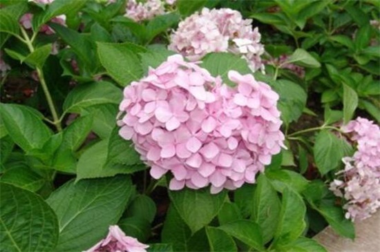八仙花不开花的原因及解决方法