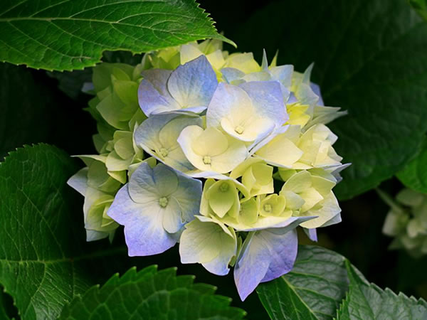 八仙花叶子发黄原因和解决办法