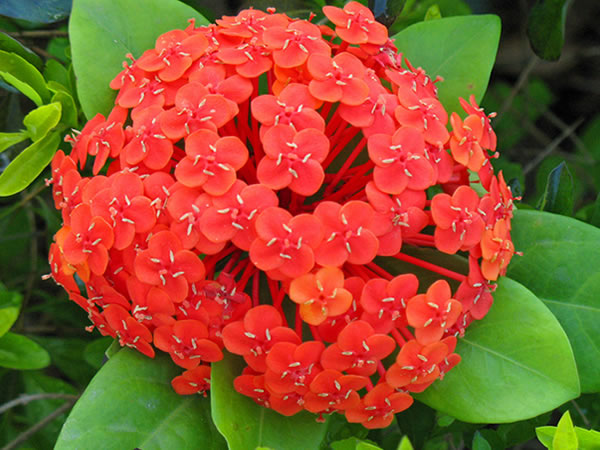 八仙花叶子发黄原因和解决办法