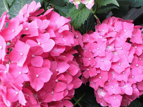 八仙花叶子发黄原因和解决办法