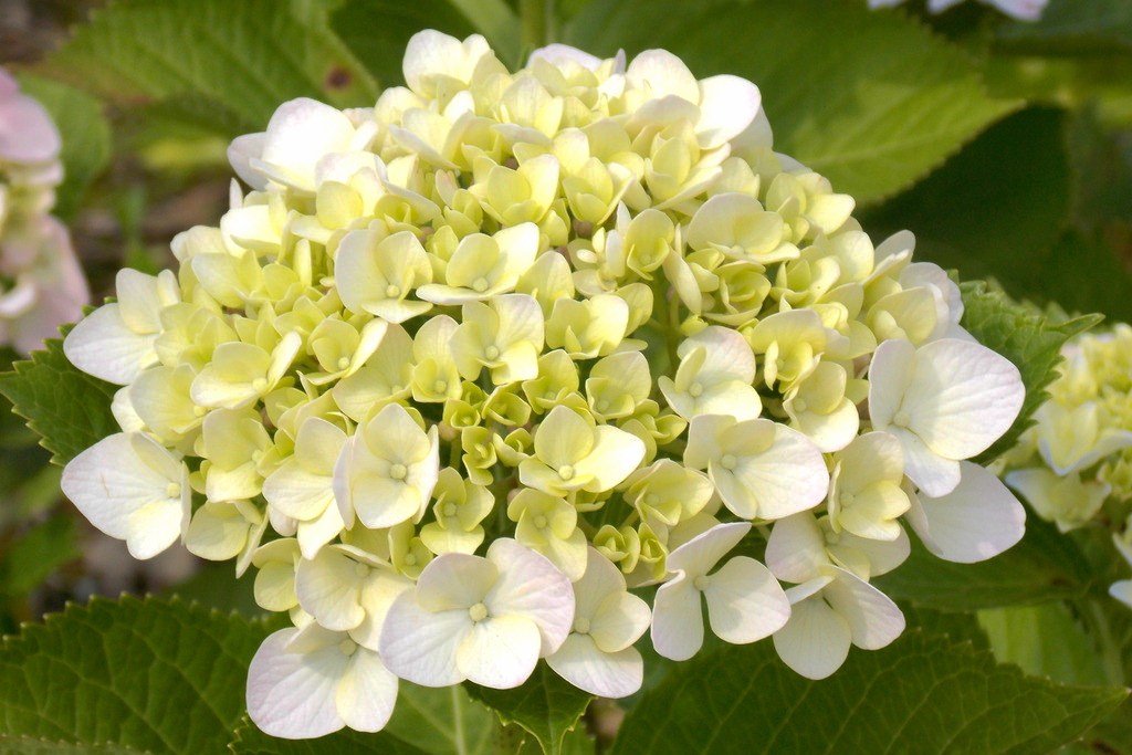 八仙花的栽培管理病虫害防治及八仙花图片欣赏