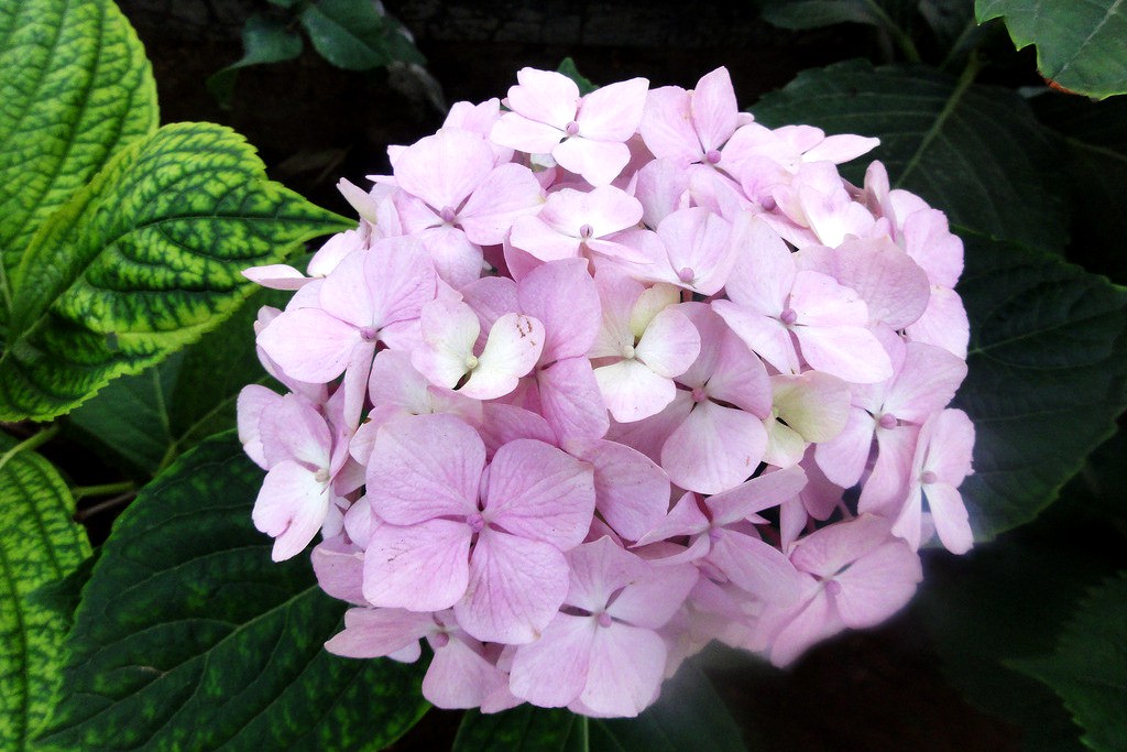 八仙花的栽培管理病虫害防治及八仙花图片欣赏