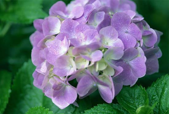 八仙花别称及花语是什么，八仙花花语和寓意/希望和团聚