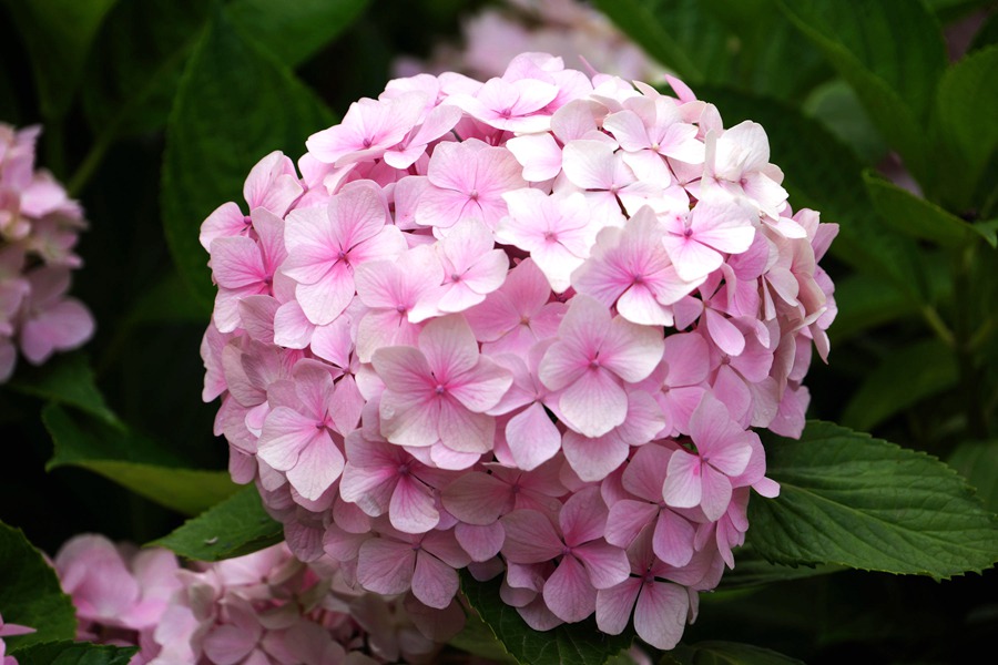 八仙花的栽培管理病虫害防治及八仙花图片欣赏