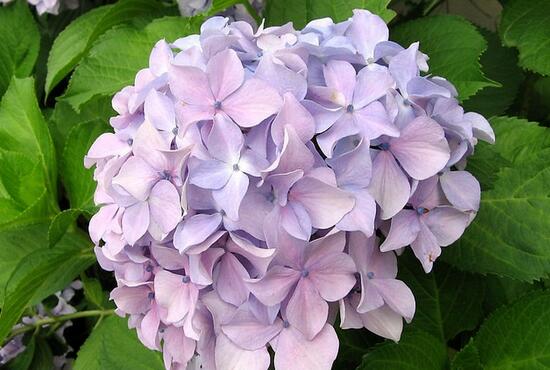 八仙花别称及花语是什么，八仙花花语和寓意/希望和团聚