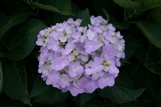 八仙花别称及花语是什么，八仙花花语和寓意/希望和团聚
