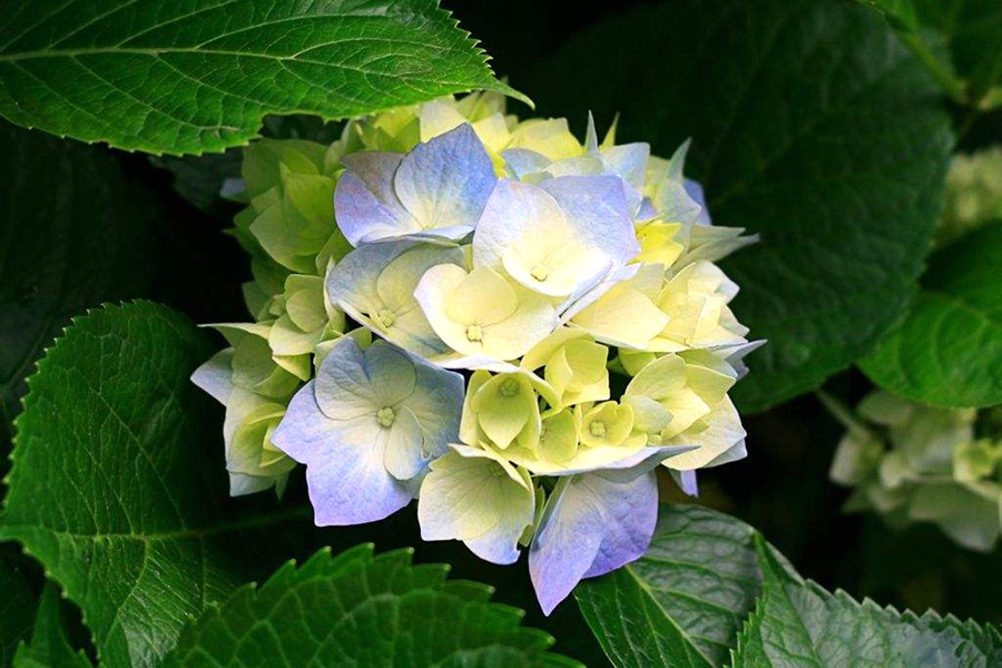 八仙花的栽培管理病虫害防治及八仙花图片欣赏