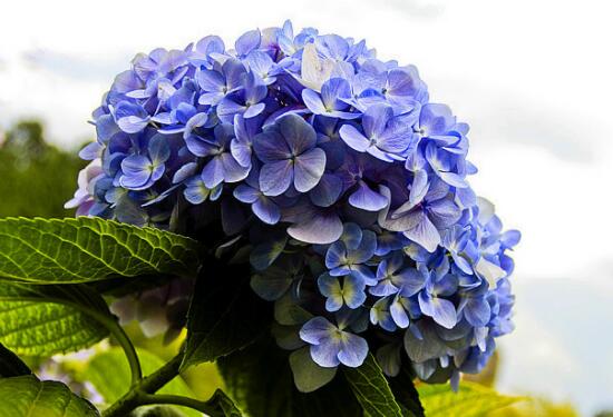 八仙花别称及花语是什么，八仙花花语和寓意/希望和团聚