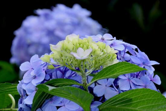八仙花别称及花语是什么，八仙花花语和寓意/希望和团聚