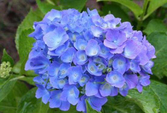 八仙花别称及花语是什么，八仙花花语和寓意/希望和团聚