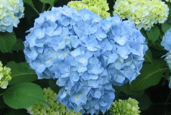八仙花别称及花语是什么，八仙花花语和寓意/希望和团聚