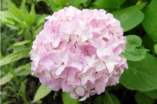 八仙花别称及花语是什么，八仙花花语和寓意/希望和团聚