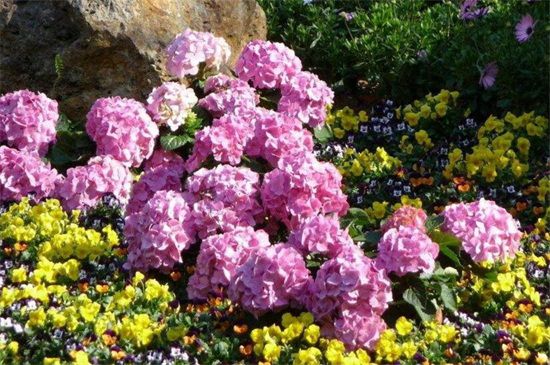 八仙花花语和象征意义