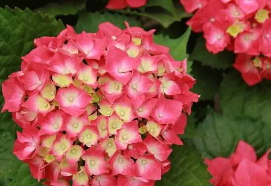 八仙花别称及花语是什么，八仙花花语和寓意/希望和团聚