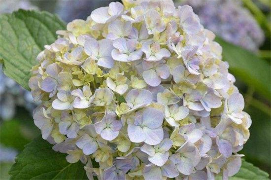 八仙花花语和象征意义