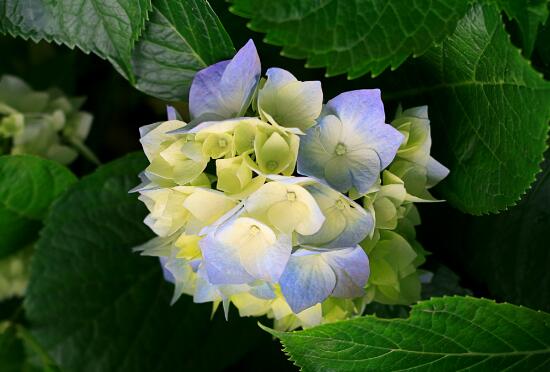 八仙花别称及花语是什么，八仙花花语和寓意/希望和团聚