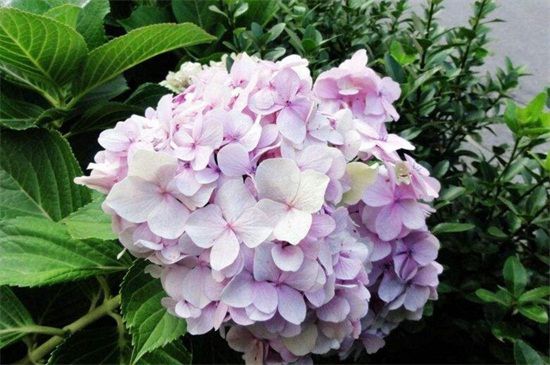 八仙花花语和象征意义