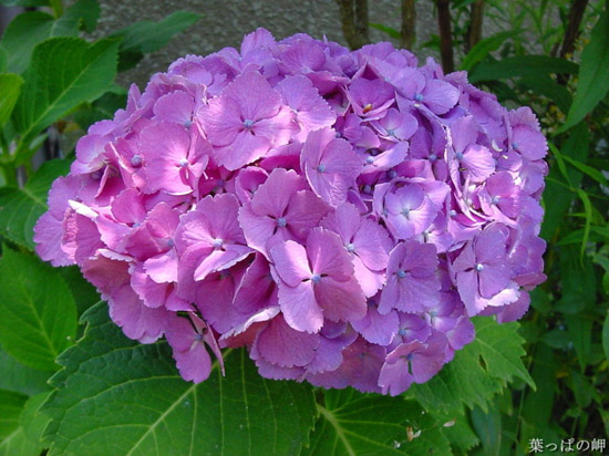 八仙花的花语是什么？