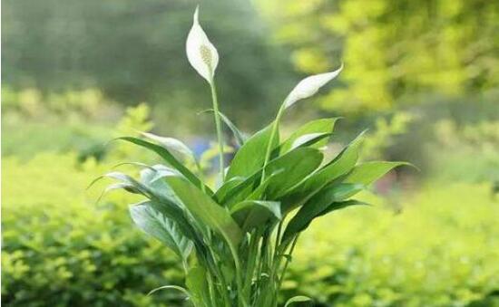 白鹤芋怎么浇水，白鹤芋的浇水方法/不干不浇/一周一次