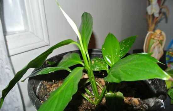 白鹤芋怎么浇水，白鹤芋的浇水方法/不干不浇/一周一次
